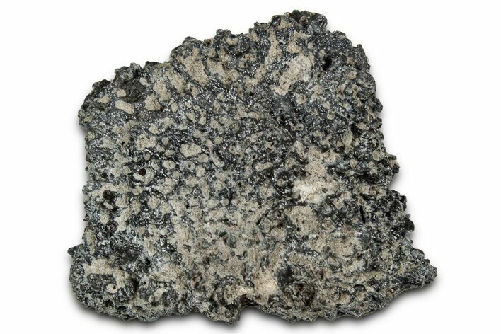 Fossil Glyptodont (Glyptotherium) Bony Armor Osteoderm - Florida #351062